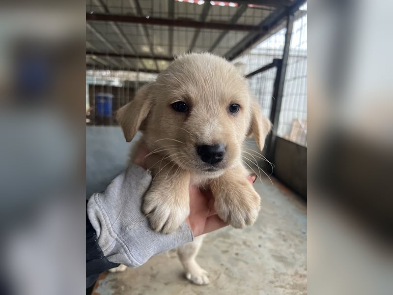 Ljón, geb. ca. 11/2025, lebt in GRIECHENLAND, auf einer privaten Pflegestelle