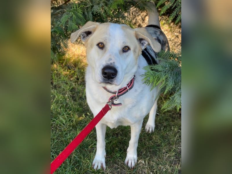 Rango, geb. ca. 01/2020, lebt in GRIECHENLAND, auf einer privaten Pflegestelle