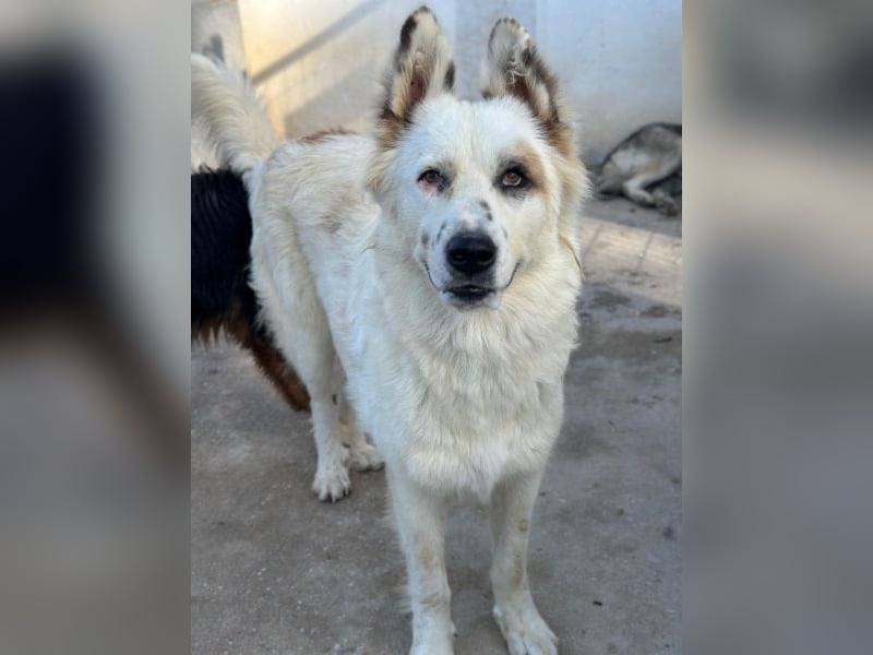 Hope, geb. ca. 03/2024, lebt in GRIECHENLAND, im städt. Tierheim Serres