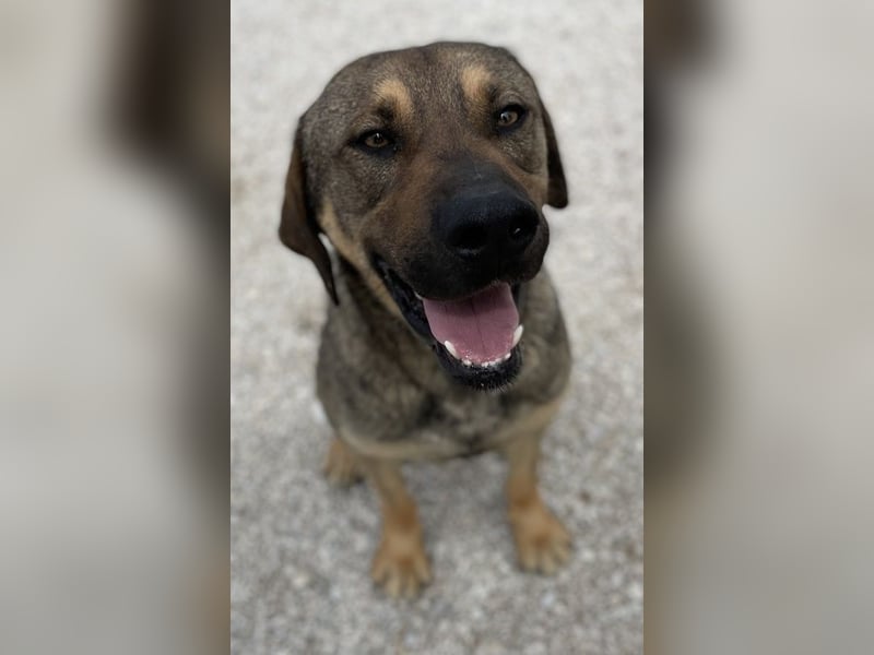 Waldo, geb. ca. 06/2022, lebt in GRIECHENLAND, im städt. Tierheim Serres