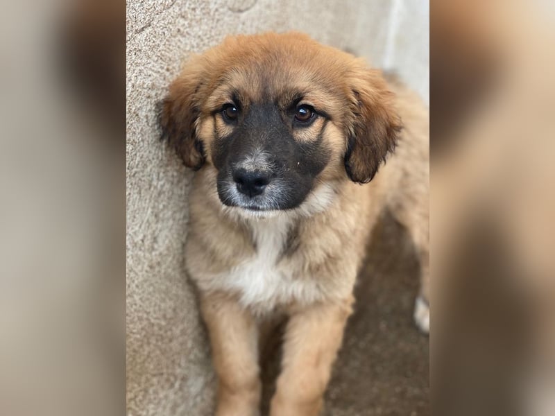 Mats, geb. ca. 12/2025, lebt in GRIECHENLAND, im städt. Tierheim Serres