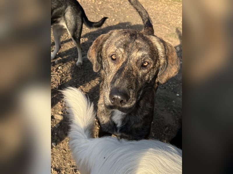 Petri, geb. ca. 04/2024, lebt in GRIECHENLAND, auf einem Gelände, wird notdürftig versorgt