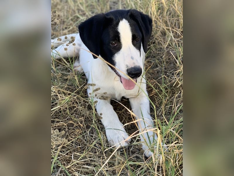 Rico, geb. ca. 05/2022, lebt in GRIECHENLAND, auf einer privaten Pflegestelle