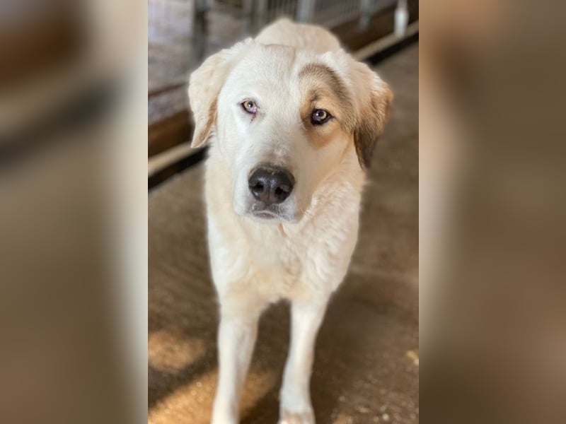 Alfons, geb. ca. 02/2024, lebt in GRIECHENLAND, im städt. Tierheim Serres