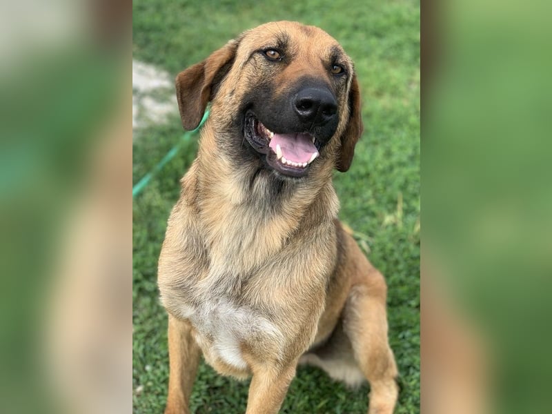 Xawi, geb. ca. 12/2019, lebt in GRIECHENLAND, im städt. Tierheim Serres