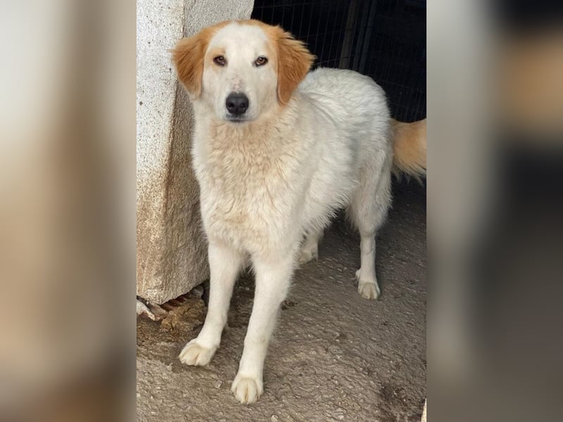 Tobby, geb. ca. 11/2022, lebt in GRIECHENLAND, im städt. Tierheim Serres