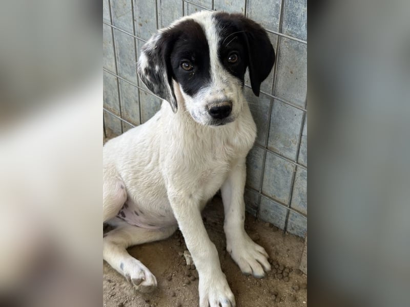 Utha, geb. ca. 02/2025, lebt in GRIECHENLAND, auf einer privaten Pflegestelle