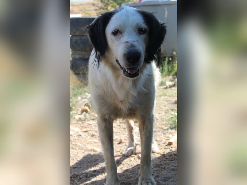 Lyra, geb. ca. 06/2021, lebt in GRIECHENLAND, auf einem Gelände, wird notdürftig versorgt