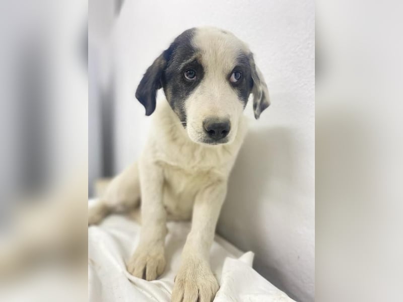 Sunshine, geb. ca. 11/2022, lebt in GRIECHENLAND, im städt. Tierheim Serres