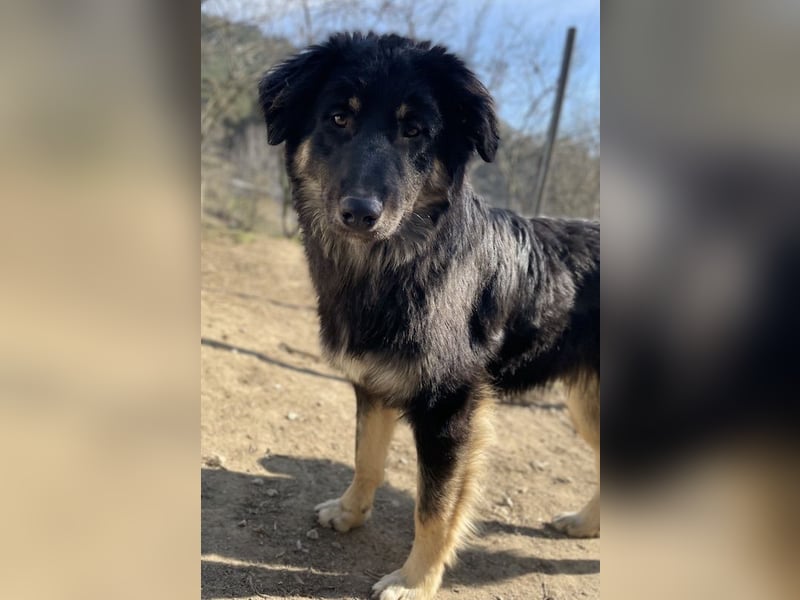 Marcello, geb. ca. 04/2022, lebt in GRIECHENLAND, auf einer privaten Pflegestelle