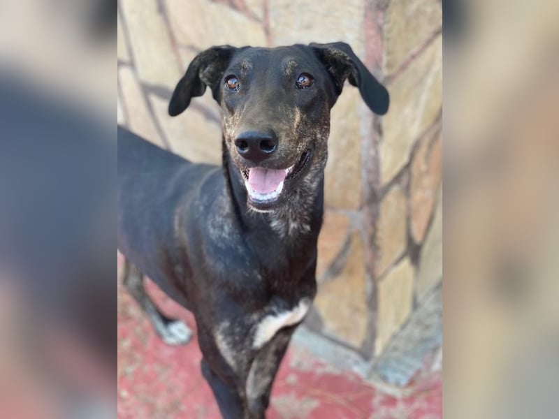 Nyota, geb. ca. 09/2023, lebt in GRIECHENLAND, auf einer privaten Pflegestelle