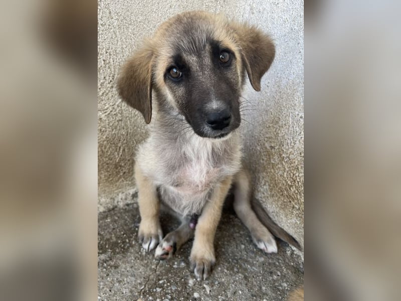 Yunos, geb. ca. 03/2026, lebt in GRIECHENLAND, im städt. Tierheim Serres