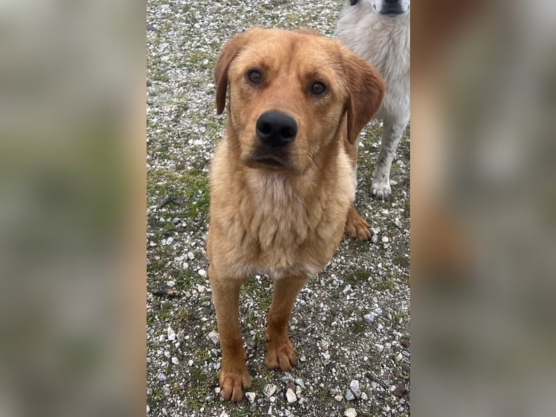 Valor, geb. ca. 05/2024, lebt in GRIECHENLAND, auf einem Gelände, wird notdürftig versorgt