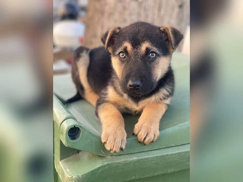 Heidi, geb. ca. 12/2025, lebt in GRIECHENLAND, auf einer privaten Pflegestelle