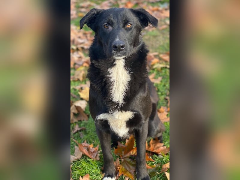 Glorietta, geb. ca. 07/2025, lebt in GRIECHENLAND, im städt. Tierheim Serres