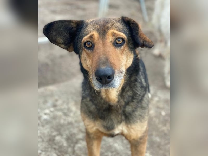 Violetta, geb. ca. 09/2018, lebt in GRIECHENLAND, im städt. Tierheim Serres