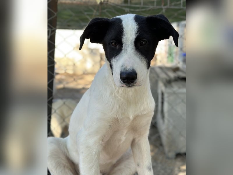 Capper, geb. ca. 06/2024, lebt in GRIECHENLAND, im städt. Tierheim Serres