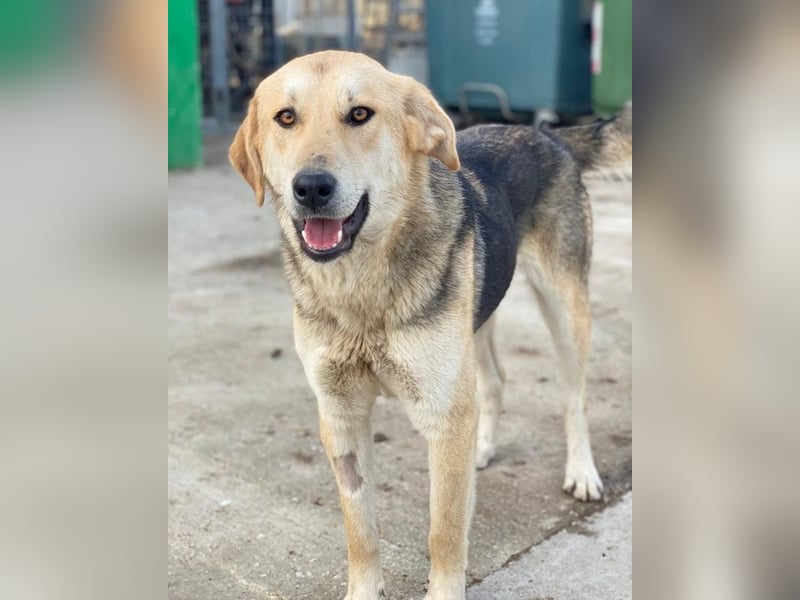 Ciri, geb. ca. 05/2024, lebt in GRIECHENLAND, im städt. Tierheim Serres