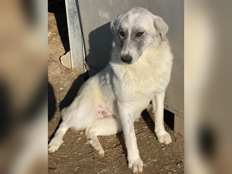 Charlina, geb. ca. 04/2021, lebt in GRIECHENLAND, im städt. Tierheim Serres