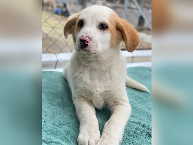 Haku, geb. ca. 08/2025, lebt in GRIECHENLAND, auf einer privaten Pflegestelle