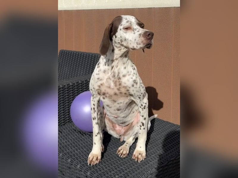 Acira, geb. ca. 04/2023, lebt auf einer Pflegestelle in 67735 Mehlbach