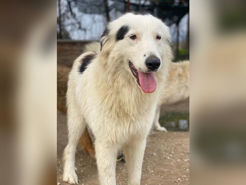Namika, geb. ca. 02/2024, lebt in GRIECHENLAND, im städt. Tierheim Serres