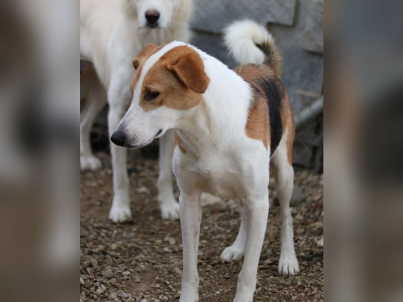 Eneas, geb. ca. 07/2023, lebt in GRIECHENLAND, im städt. Tierheim Serres