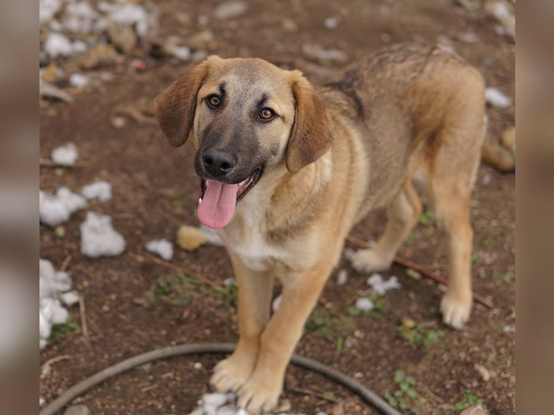Lauser, geb. ca. 10/2023, lebt in GRIECHENLAND, auf einem Gelände, Hunde werden notdürftig versorgt