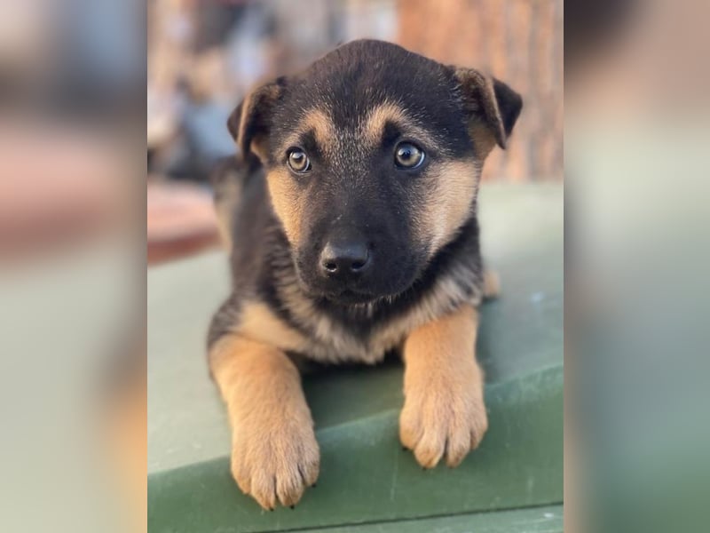 Heidi, geb. ca. 12/2025, lebt in GRIECHENLAND, auf einer privaten Pflegestelle