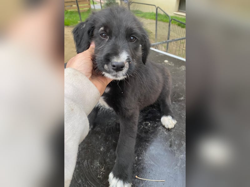 Lisbeth, geb. ca. 09/2025, lebt in GRIECHENLAND, auf einer privaten Pflegestelle