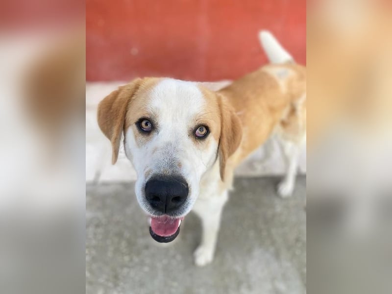 Nikki, geb. ca. 06/2022, lebt in GRIECHENLAND, im städt. Tierheim Serres