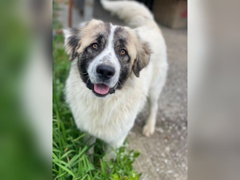 Chef, geb. ca. 07/2025, lebt in GRIECHENLAND, im städt. Tierheim Serres