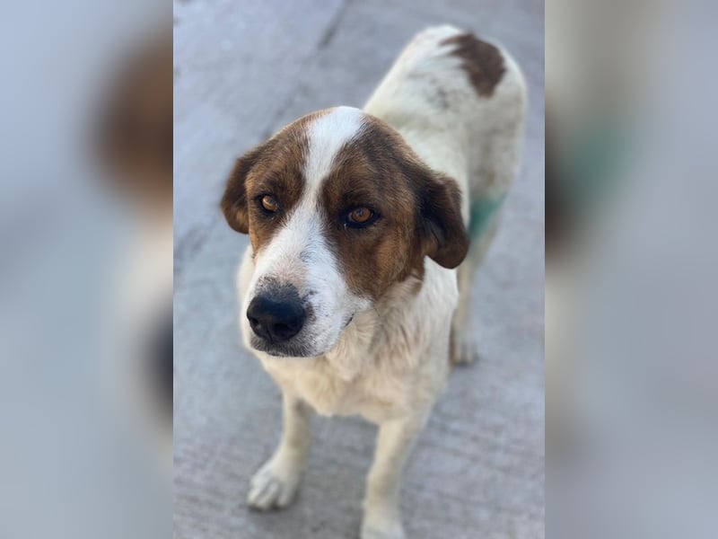 Lauri, geb. ca. 01/2023, lebt in GRIECHENLAND, im städt. Tierheim Serres