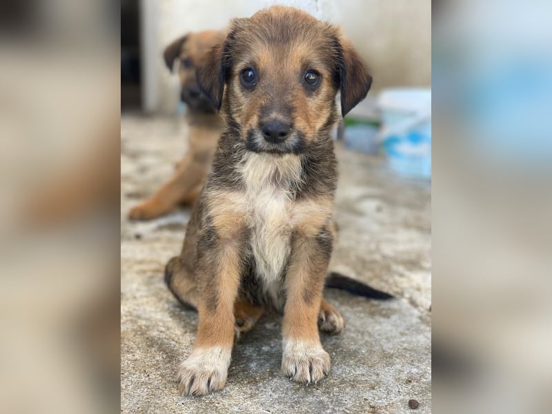 Woody, geb. ca. 02/2026, lebt in GRIECHENLAND, im städt. Tierheim Serres