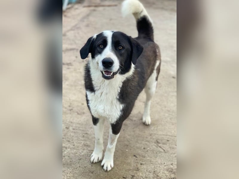 Aquata, geb. ca. 01/2023, lebt in GRIECHENLAND, im städt. Tierheim Serres