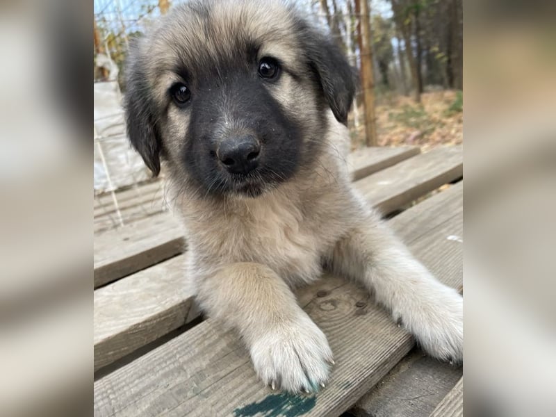 Venus, geb. ca. 08/2022, lebt in GRIECHENLAND, auf einer privaten Pflegestelle