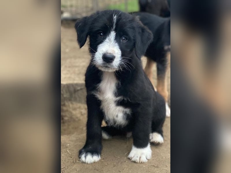 Kasimir, geb. ca. 09/2025, lebt in GRIECHENLAND, auf einer privaten Pflegestelle