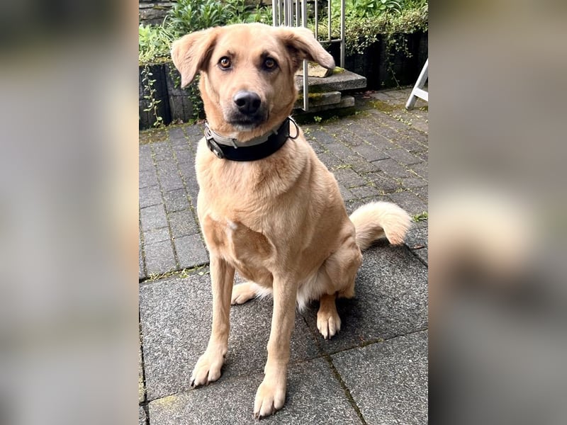 Fanta, geb. ca. 05/2017, lebt bei einer Familie in 48317 Drensteinfurt, Vermittlungshilfe