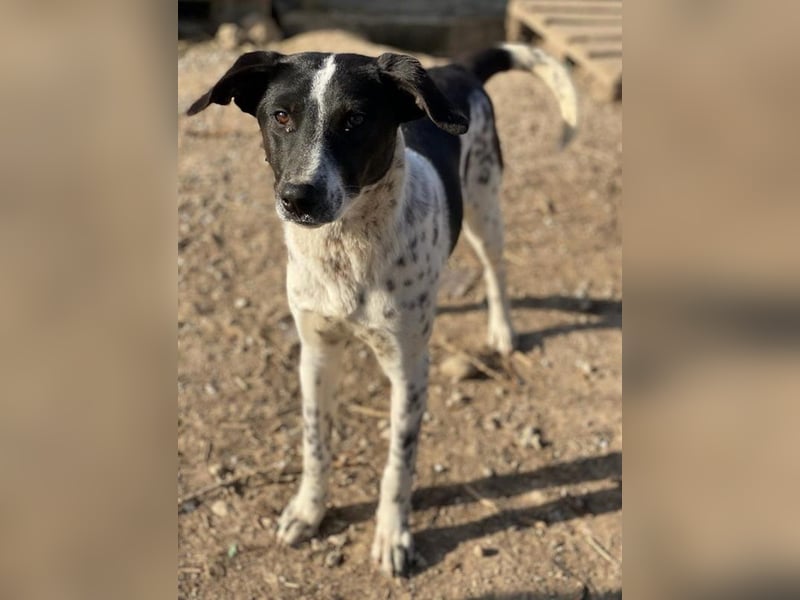Janita, geb. ca. 06/2022, lebt in GRIECHENLAND, im städt. Tierheim Serres