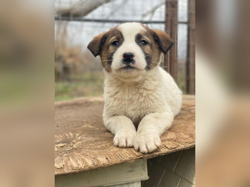 Calzone, geb. ca. 11/2025, lebt in GRIECHENLAND, auf einer privaten Pflegestelle