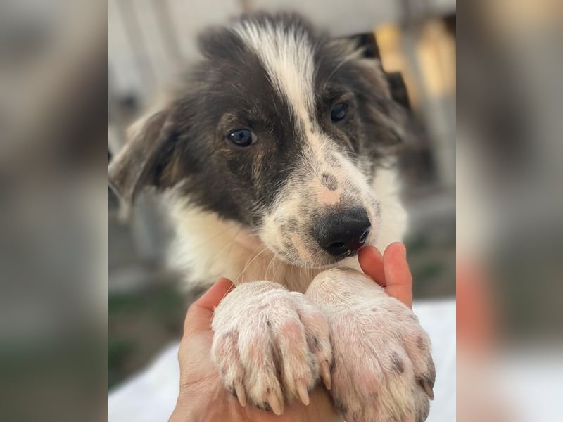 Yari, geb. ca. 05/2025, lebt in GRIECHENLAND, im städt. Tierheim Serres