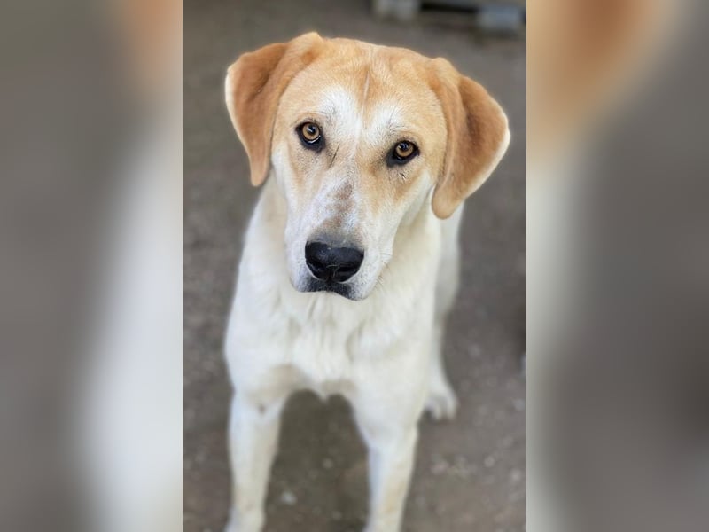 Roxi, geb. ca. 11/2022, lebt in GRIECHENLAND, im städt. Tierheim Serres