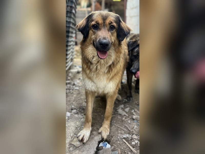 Melica, geb. ca. 09/2023, lebt in GRIECHENLAND, auf einer privaten Pflegestelle