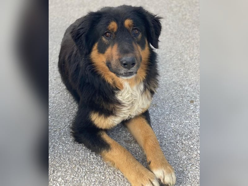 Sirius Black, geb. ca. 12/2023, lebt in GRIECHENLAND, im städt. Tierheim Serres