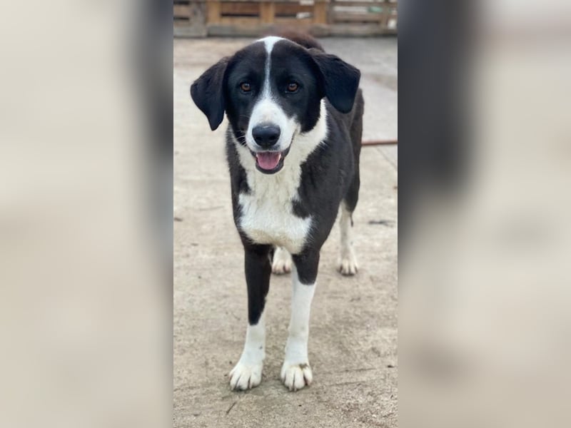 Arielle, geb. ca. 01/2023, lebt in GRIECHENLAND, im städt. Tierheim Serres