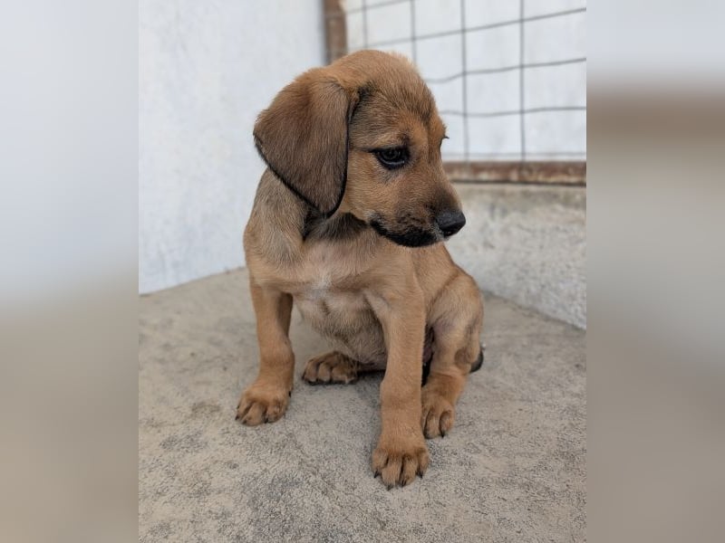 Tiana, geb. ca. 02/2026, lebt in GRIECHENLAND, im städt. Tierheim Serres