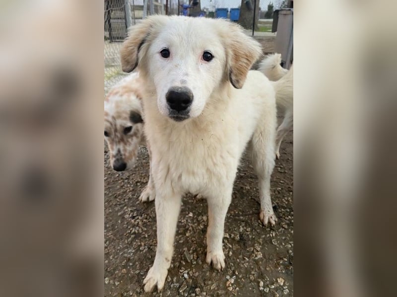 Skippy, geb. ca. 05/2022, lebt in GRIECHENLAND, im städt. Tierheim Serres