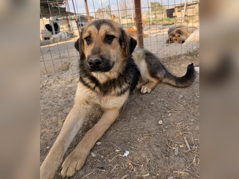 Elphaba, geb. ca. 07/2025, lebt in GRIECHENLAND, im städt. Tierheim Serres