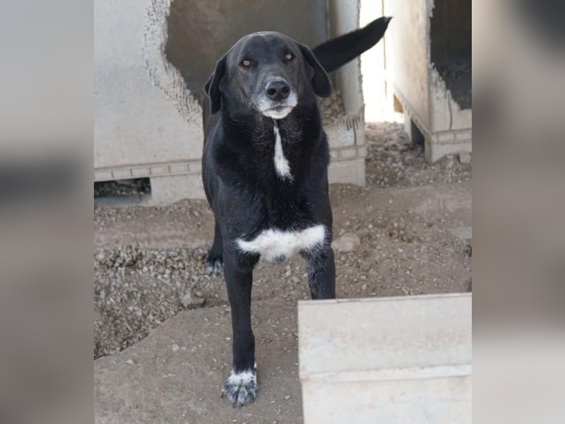Relaxo, geb. ca. 03/2021, lebt in GRIECHENLAND, im städt. Tierheim Serres