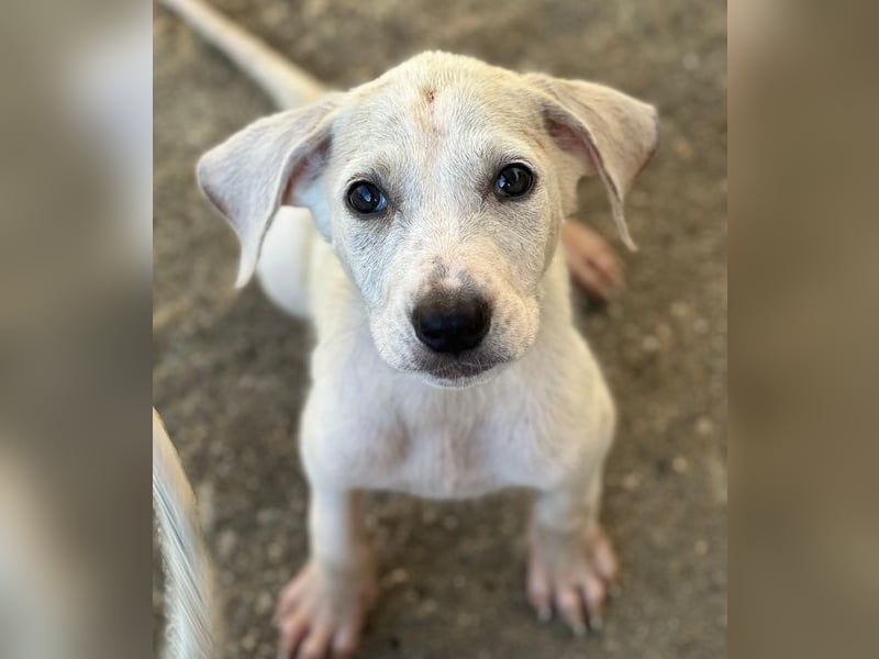 Lily, geb. ca. 05/2026, lebt in GRIECHENLAND, im städt. Tierheim Serres